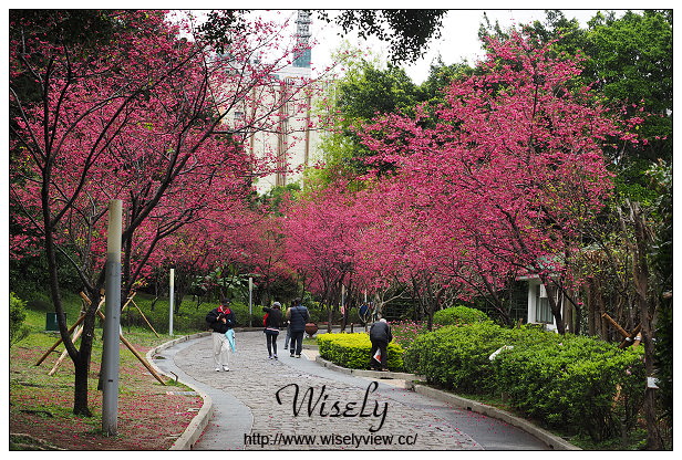 台北賞櫻景點。中正紀念堂櫻花︱杭州南路段(山櫻花)、愛國東路段(大漁櫻)～賞櫻路線交通分享