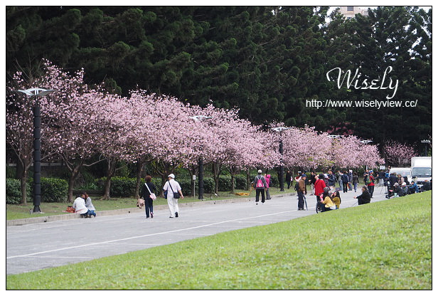 台北賞櫻景點。中正紀念堂櫻花︱杭州南路段(山櫻花)、愛國東路段(大漁櫻)～賞櫻路線交通分享