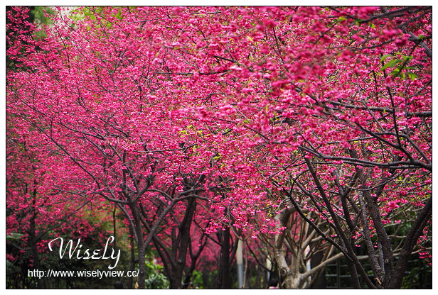台北賞櫻景點。中正紀念堂櫻花︱杭州南路段(山櫻花)、愛國東路段(大漁櫻)～賞櫻路線交通分享