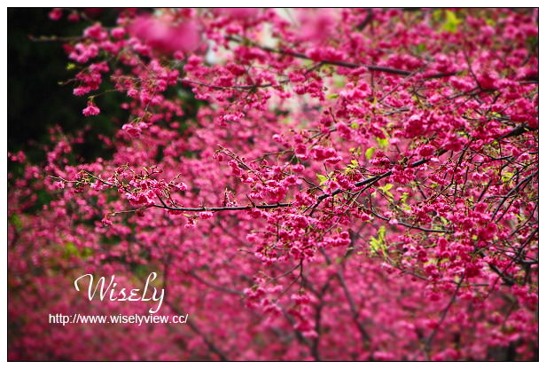 台北賞櫻景點。中正紀念堂櫻花︱杭州南路段(山櫻花)、愛國東路段(大漁櫻)～賞櫻路線交通分享