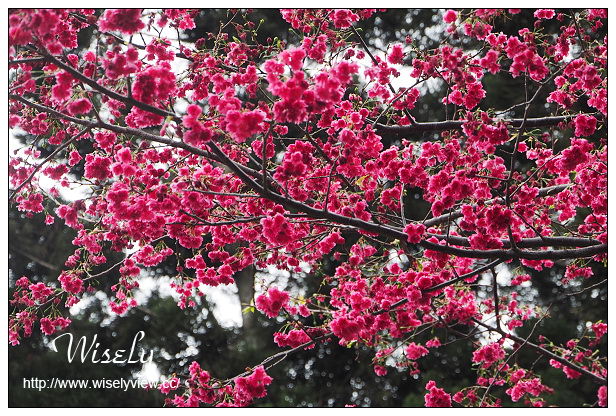 台北賞櫻景點。中正紀念堂櫻花︱杭州南路段(山櫻花)、愛國東路段(大漁櫻)～賞櫻路線交通分享