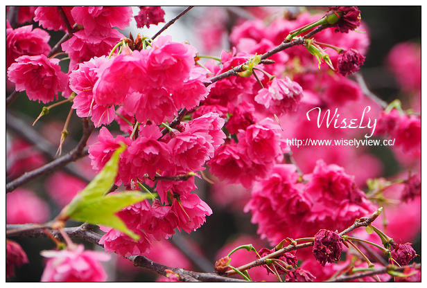 台北賞櫻景點。中正紀念堂櫻花︱杭州南路段(山櫻花)、愛國東路段(大漁櫻)～賞櫻路線交通分享