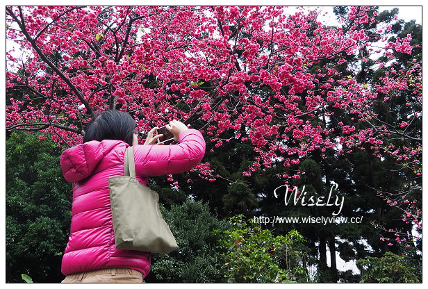 台北賞櫻景點。中正紀念堂櫻花︱杭州南路段(山櫻花)、愛國東路段(大漁櫻)～賞櫻路線交通分享