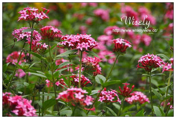 台北賞櫻景點。中正紀念堂櫻花︱杭州南路段(山櫻花)、愛國東路段(大漁櫻)～賞櫻路線交通分享