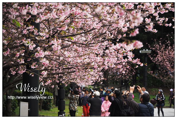 台北賞櫻景點。中正紀念堂櫻花︱杭州南路段(山櫻花)、愛國東路段(大漁櫻)～賞櫻路線交通分享