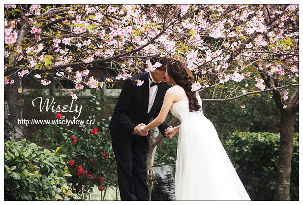 台北賞櫻景點。中正紀念堂櫻花︱杭州南路段(山櫻花)、愛國東路段(大漁櫻)～賞櫻路線交通分享