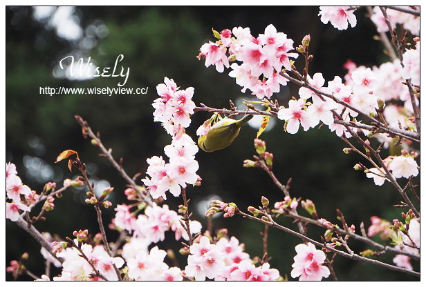 台北賞櫻景點。中正紀念堂櫻花︱杭州南路段(山櫻花)、愛國東路段(大漁櫻)～賞櫻路線交通分享