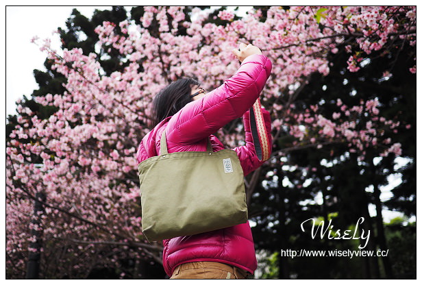 台北賞櫻景點。中正紀念堂櫻花︱杭州南路段(山櫻花)、愛國東路段(大漁櫻)～賞櫻路線交通分享