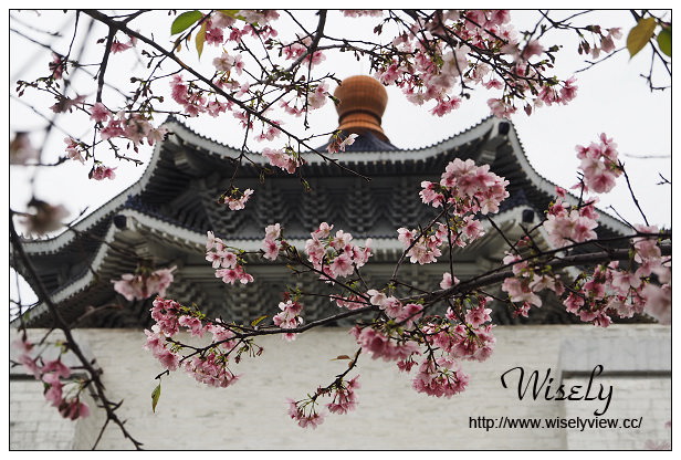 台北賞櫻景點。中正紀念堂櫻花︱杭州南路段(山櫻花)、愛國東路段(大漁櫻)～賞櫻路線交通分享