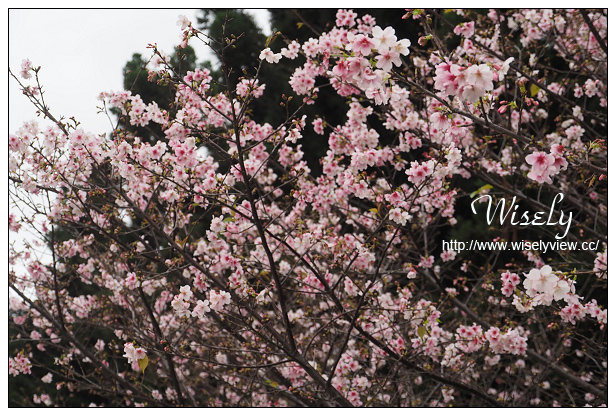 台北賞櫻景點。中正紀念堂櫻花︱杭州南路段(山櫻花)、愛國東路段(大漁櫻)～賞櫻路線交通分享