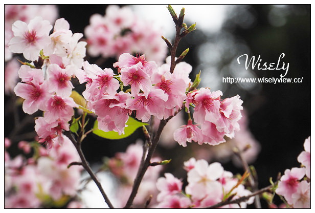 台北賞櫻景點。中正紀念堂櫻花︱杭州南路段(山櫻花)、愛國東路段(大漁櫻)～賞櫻路線交通分享