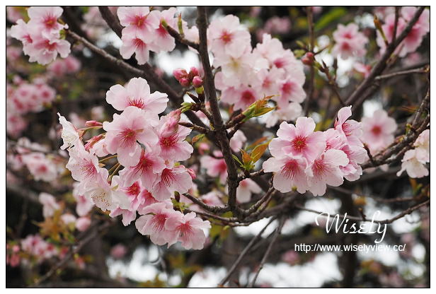 台北賞櫻景點。中正紀念堂櫻花︱杭州南路段(山櫻花)、愛國東路段(大漁櫻)～賞櫻路線交通分享