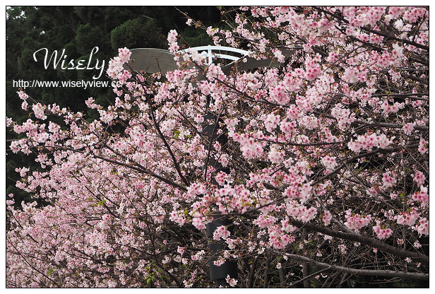 台北賞櫻景點。中正紀念堂櫻花︱杭州南路段(山櫻花)、愛國東路段(大漁櫻)～賞櫻路線交通分享