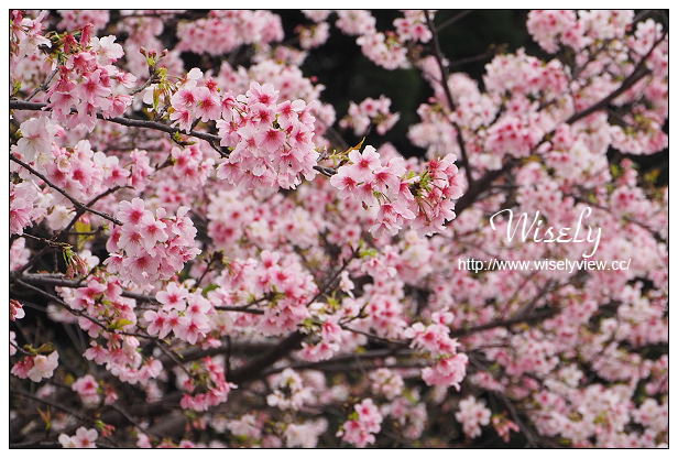 台北賞櫻景點。中正紀念堂櫻花︱杭州南路段(山櫻花)、愛國東路段(大漁櫻)～賞櫻路線交通分享