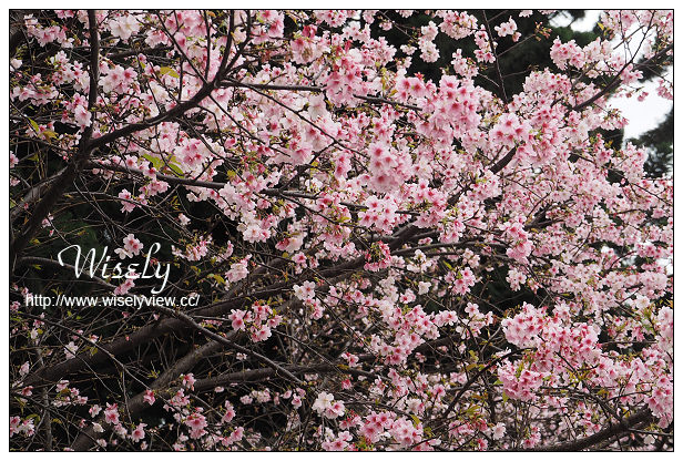 台北賞櫻景點。中正紀念堂櫻花︱杭州南路段(山櫻花)、愛國東路段(大漁櫻)～賞櫻路線交通分享