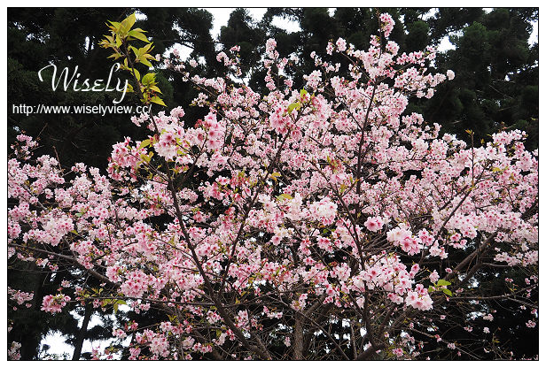 台北賞櫻景點。中正紀念堂櫻花︱杭州南路段(山櫻花)、愛國東路段(大漁櫻)～賞櫻路線交通分享