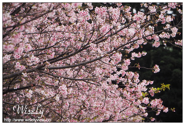 台北賞櫻景點。中正紀念堂櫻花︱杭州南路段(山櫻花)、愛國東路段(大漁櫻)～賞櫻路線交通分享