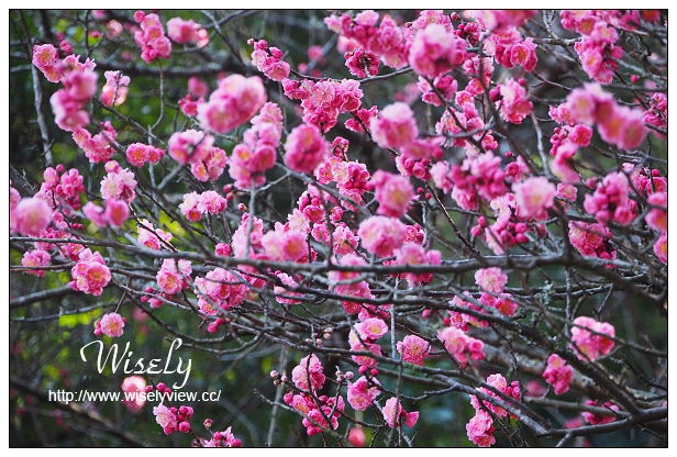 【旅行】日本九州。長崎縣：壹崎島一日遊行程＠半城灣、勝本朝市、王都復元公園、筒城濱海水浴場、壱岐牛うめしま、月讀神社、住吉神社、玄海酒造、猿岩、(湯本溫泉)平山旅館