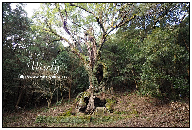 【旅行】日本九州。佐賀縣：武雄市兩天一夜遊行程＠武雄車站-壽喜燒佐賀牛便當、Central Hotel Takeo(武雄中央酒店)、武雄溫泉、佐が家(佐賀牛燒肉)、武雄神社&大楠樹、御船山樂園、武雄溫泉物產館