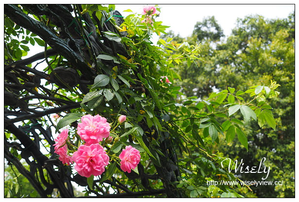 【遊記】台北市。士林區：士林夜市＠大統一牛排、北投蔡元益紅茶，2015士林官邸玫瑰展