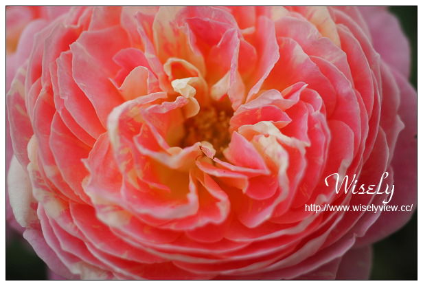 【遊記】台北市。士林區：士林夜市＠大統一牛排、北投蔡元益紅茶，2015士林官邸玫瑰展