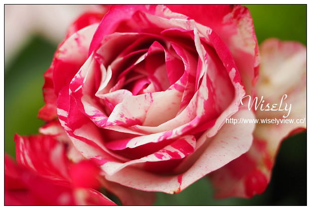 【遊記】台北市。士林區：士林夜市＠大統一牛排、北投蔡元益紅茶，2015士林官邸玫瑰展