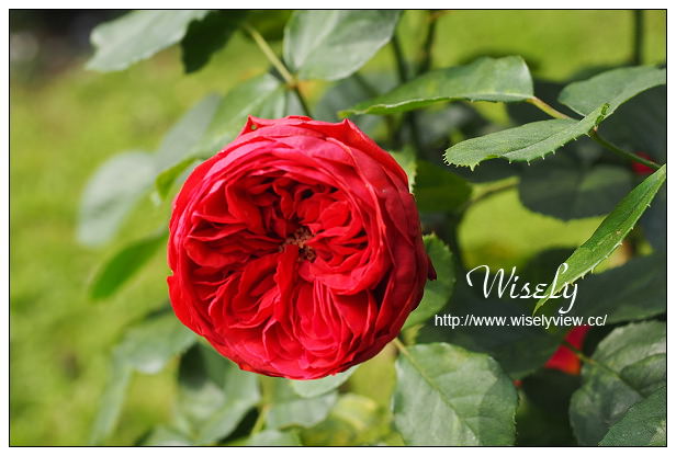 【遊記】台北市。士林區：士林夜市＠大統一牛排、北投蔡元益紅茶，2015士林官邸玫瑰展