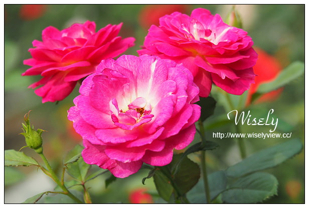 【遊記】台北市。士林區：士林夜市＠大統一牛排、北投蔡元益紅茶，2015士林官邸玫瑰展