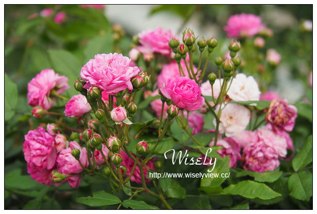 【遊記】台北市。士林區：士林夜市＠大統一牛排、北投蔡元益紅茶，2015士林官邸玫瑰展