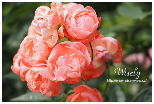 【遊記】台北市。士林區：士林夜市＠大統一牛排、北投蔡元益紅茶，2015士林官邸玫瑰展