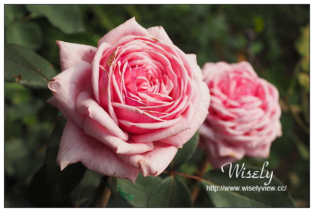 【遊記】台北市。士林區：士林夜市＠大統一牛排、北投蔡元益紅茶，2015士林官邸玫瑰展