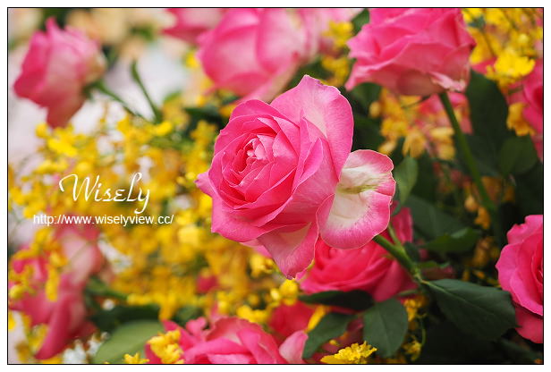 【遊記】台北市。士林區：士林夜市＠大統一牛排、北投蔡元益紅茶，2015士林官邸玫瑰展