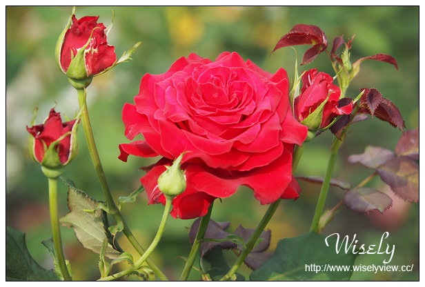 【遊記】台北市。士林區：士林夜市＠大統一牛排、北投蔡元益紅茶，2015士林官邸玫瑰展