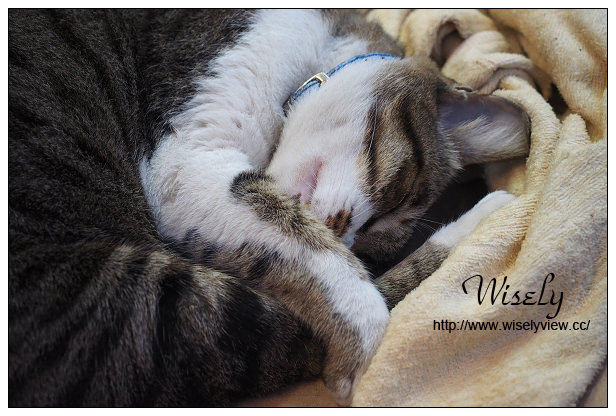 【食記】台北市。中山區：阿俊大腸麵線/甜不辣、阿梅油飯/冬粉＠捷運行天宮站美食