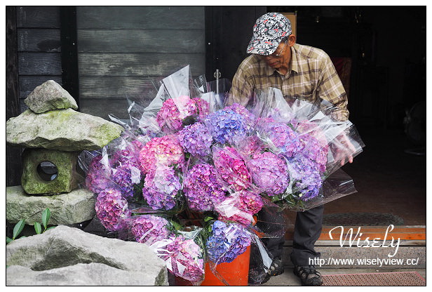 【遊記】台北市。陽明山花季：2015竹子湖繡球花＠士林寶飽煲、大賞園花卉農場、亞尼克夢想村1號店