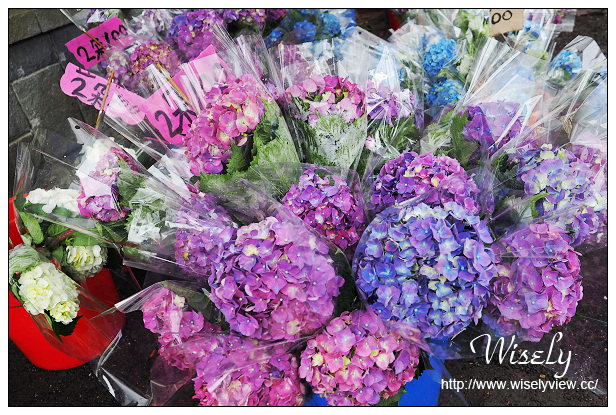 【遊記】台北市。陽明山花季：2015竹子湖繡球花＠士林寶飽煲、大賞園花卉農場、亞尼克夢想村1號店