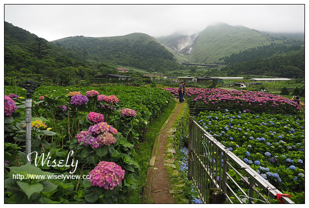 【遊記】台北市。陽明山花季：2015竹子湖繡球花＠士林寶飽煲、大賞園花卉農場、亞尼克夢想村1號店