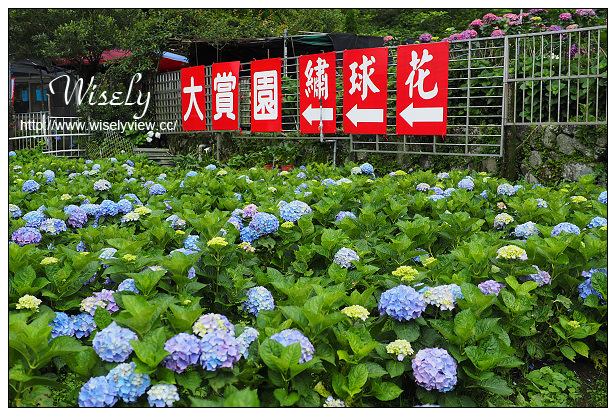 【遊記】台北市。陽明山花季：2015竹子湖繡球花＠士林寶飽煲、大賞園花卉農場、亞尼克夢想村1號店