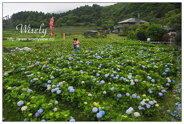 【遊記】台北市。陽明山花季：2015竹子湖繡球花＠士林寶飽煲、大賞園花卉農場、亞尼克夢想村1號店
