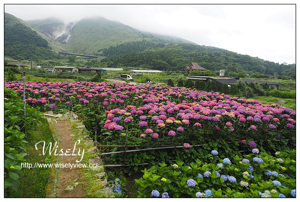 【遊記】台北市。陽明山花季：2015竹子湖繡球花＠士林寶飽煲、大賞園花卉農場、亞尼克夢想村1號店