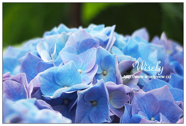 【遊記】台北市。陽明山花季：2015竹子湖繡球花＠士林寶飽煲、大賞園花卉農場、亞尼克夢想村1號店