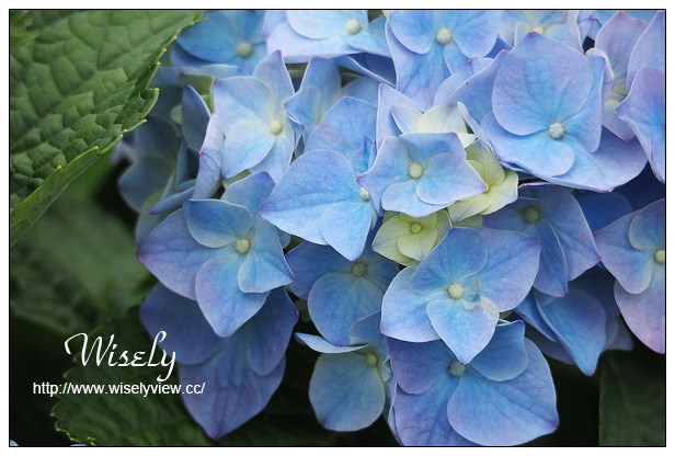 【遊記】台北市。陽明山花季：2015竹子湖繡球花＠士林寶飽煲、大賞園花卉農場、亞尼克夢想村1號店