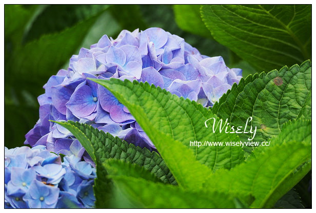 【遊記】台北市。陽明山花季：2015竹子湖繡球花＠士林寶飽煲、大賞園花卉農場、亞尼克夢想村1號店