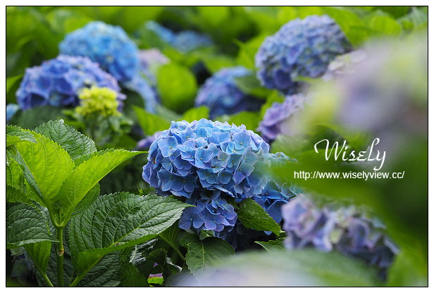【遊記】台北市。陽明山花季：2015竹子湖繡球花＠士林寶飽煲、大賞園花卉農場、亞尼克夢想村1號店