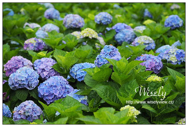 【遊記】台北市。陽明山花季：2015竹子湖繡球花＠士林寶飽煲、大賞園花卉農場、亞尼克夢想村1號店