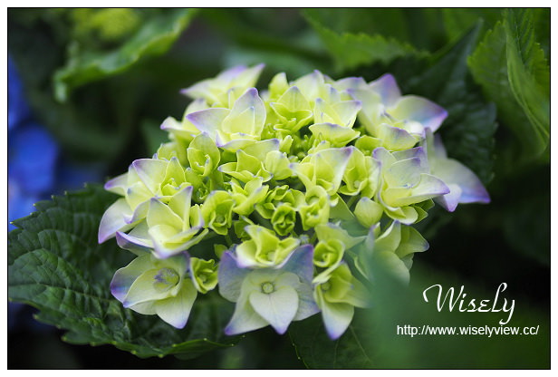 【遊記】台北市。陽明山花季：2015竹子湖繡球花＠士林寶飽煲、大賞園花卉農場、亞尼克夢想村1號店