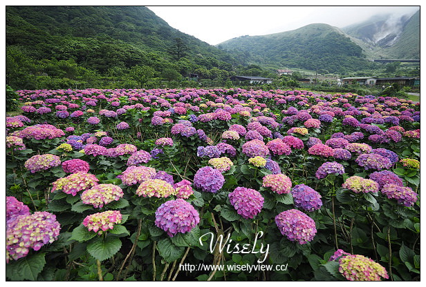 【遊記】台北市。陽明山花季：2015竹子湖繡球花＠士林寶飽煲、大賞園花卉農場、亞尼克夢想村1號店