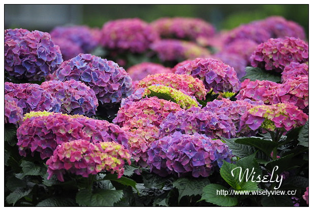 【遊記】台北市。陽明山花季：2015竹子湖繡球花＠士林寶飽煲、大賞園花卉農場、亞尼克夢想村1號店