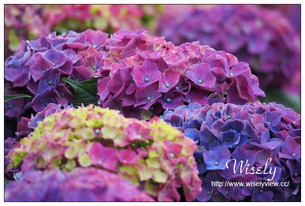 【遊記】台北市。陽明山花季：2015竹子湖繡球花＠士林寶飽煲、大賞園花卉農場、亞尼克夢想村1號店