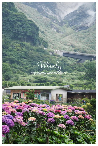 【遊記】台北市。陽明山花季：2015竹子湖繡球花＠士林寶飽煲、大賞園花卉農場、亞尼克夢想村1號店